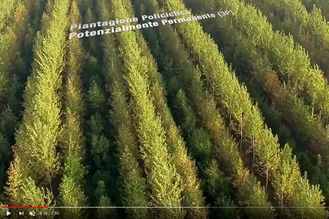 Piantagioni 3P: video sui prodotti legnosi ottenibili
